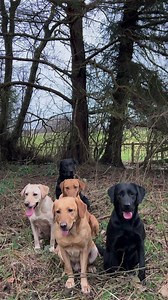 25K views · 866 reactions | Itching to go #pheasantshooting #labradorretriever #chocolatelab #foxredlab #yellowlab #blacklabsquad #training #teampureflax #gundogtrainer #slingleygundogs #pickingupteam #instavideo | Slingley Gundogs | Facebook