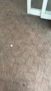 25K views · 119 reactions | Yes, it’s absolutely true! National Pizza...