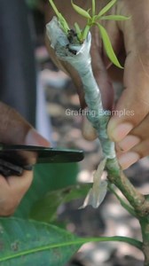 65K views · 1K reactions | Cleft Grafting Mango | Grafting Examples | Facebook