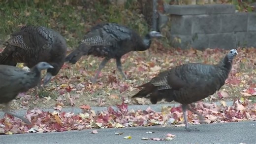 Wild turkey population booming in Minnesota