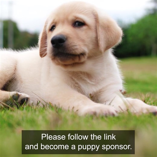 A Seeing Eye Dog can make a life-changing difference for someone like Ollie who is blind. Please sponsor a puppy today and help us train more dogs for people who are waiting. 🦮 🌟 | Seeing Eye Dogs