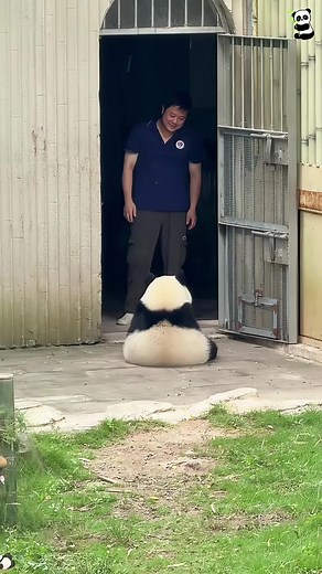 Panda Lucu: Video Bayi Panda Menggemaskan