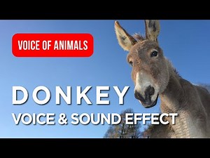 Donkey Voice and Sound Effect for Kids