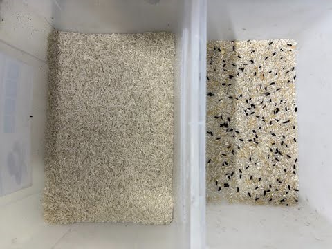 TOPSORT Mini rice color sorter removing black yellow and chalky ones