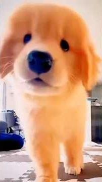 Golden retriever have unlimited energy 🥹😍🤭💖🩵💙
