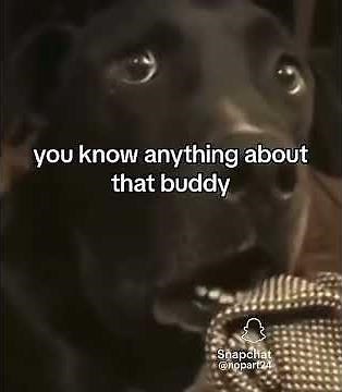 Dog cooked 💀 #dog #cooked #crazy #dogcomedy #funny #memes #shortsfeed #shorts