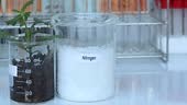 Nitrogen fertilizer, Experimenting with chemical fertilizers for...