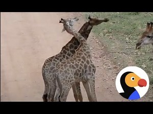 Baby Giraffes Play Fight Using Their Necks | The Dodo