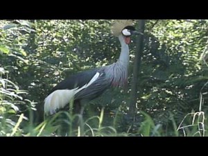 Inside - Parque das Aves - Brasil