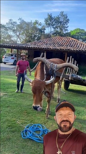 Tame and Well-Educated Oxen In An Ox Cart #oxcart