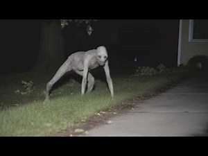 Real Footage Of Unexplained Creatures Caught On Camera