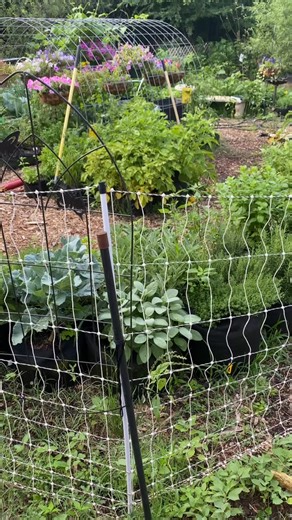 One of the questions we get asked most often is: How do you keep deer and larger critters out of your garden? Here’s what works for us! 👇 ✅ Full Property Fence Our entire property is fenced in, which definitely helps discourage deer. It’s not a 100% guarantee, but it’s made a big difference. ⚡ Premier 1 Electric Garden Fence Around the garden itself, we use a Premier 1 electric fence. It’s completely movable, which makes it easy to adjust or relocate as needed. It’s hooked up to a solar charger