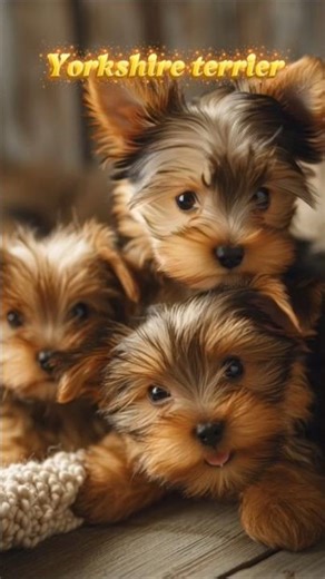 Yorkshire terrier very lovely puppy #Yorkshire terrier #dog #pets #petlover #pawpet
