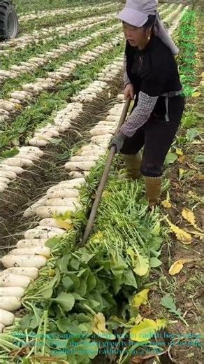 Radish Harvest: Worker Trims Greens From Freshly Pulled Roots