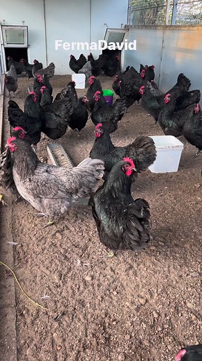 Ultimele 100 de găini și 50 de cocoși. Gaini Australorp pe 3 varietăți de culoare ⬛Negru-🟦Albastru-⬜SplashPentru mai multe informații și detalii va rugam sa ne contactați în privat sau la nr de tel.Doar cu ridicare personala de la FermaTel :0724389341 , 0785337698Locație :Videle /Teleorman | Ferma David