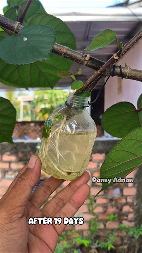 Easily propagate plants using used bottles and water 🌱 #airlayering #gardening #plants