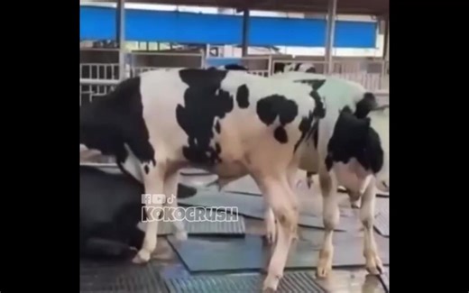 Gusion KOF Skin Showcase in MLBB