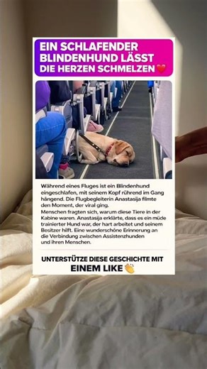 Dieser schlafende Blindenhund im Flugzeug rührt Millionen zu Tränen ❤️