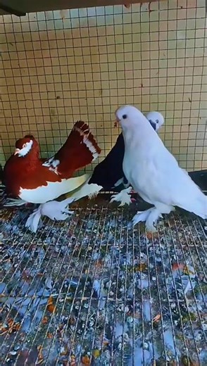 World Most Beautiful Fancy Pigeons | Rare Colors & Unique Collection