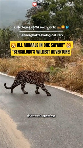All Animals of Bannerghatta National Park in One Video! 🐯 | Karnataka Wildlife Safari #travel #zoo
