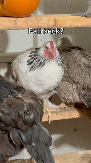 The world: “Don’t forget to fall back!” My chickens: “We don’t even own clocks, Karen.’”😂☀️🐔 Unbothered. Solar-powered. Always dramatic. The time may fall back… but their bedtime routine? Unchanged. 🐣🕰️ They live in their own timezone — Chicken Standard Time. #crazychickenlady #cooplife #sunrisetosunset #backyardflock #roostmode | Mary Ann Stuart