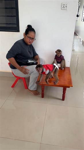 6.5K views · 64 reactions | clever monkey Time to cook | Monkey Kaku | Facebook