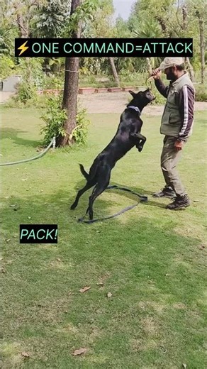 Not Aggression ❌ This is Drive With Control 🐕🔥