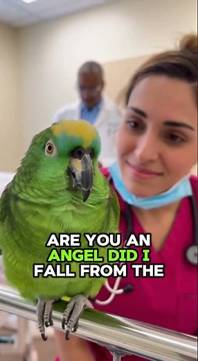 Funny PARROT in "Heaven": "Did I Fall From the Sky, Doc?" 🦜🚑🩺