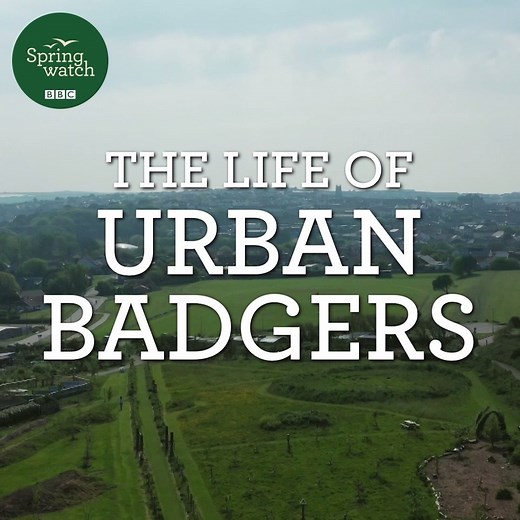 85K views · 1K reactions | The life of an urban badger doesn't come without its downsides. 說 Hannah Stitfall Wildlife & Nature spent this spring getting to know a very special family.  #Springwatch | BBC Springwatch | Facebook