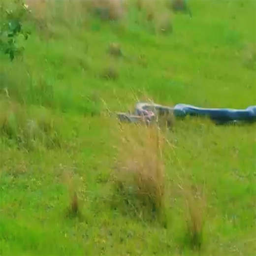 2.6M views · 10K reactions | Python spotted in Ballito | J chandola | Facebook