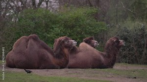 Three camels lying down and ruminating. Camelus dromedarius, wild animal with two humps 4k