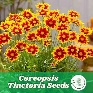 500 Coreopsis Tinctoria Seeds for Planting Bicolor Tickseed Flower Garden - Etsy Canada