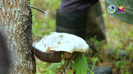 #LoveForNature || Behold the rubber tree, whose milky white sap has long powered livelihoods and industries. Each drop of latex is nature’s craft, shaped into tools that move our world and connect communities. Let us protect the forests and trees that sustain life and nurture our future. 💚 #DENRinAction #EnvironmentForLife | Department of Environment and Natural Resources (DENR)
