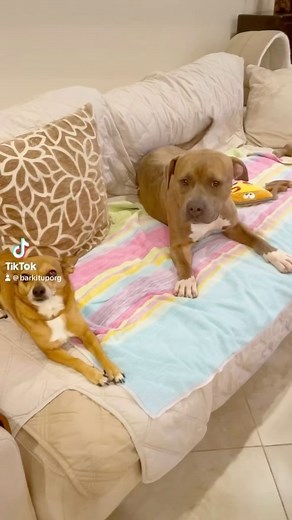 144 reactions · 22 shares | #ClearTheShelters is here but don’t...