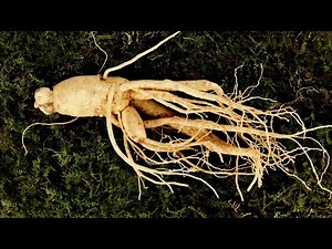 Ginseng and the Health Benefits - 1 Minute Microlearning