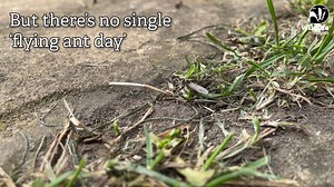 1.8K views · 14 reactions | With the warmer weather, you may be seeing more ants in your gardens and green spaces. But are they flying?   Learn more about fascinating flying ants in our latest blog  https://bit.ly/4fx5Qnm ~ Jack | Dorset Wildlife Trust | Facebook