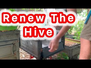 Fresh Start for Your Hive 🛠️ Replacing Old Bee Boxes