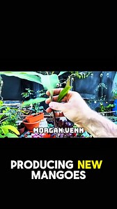 41K views · 385 reactions | How to Grow a Mango Tree from Seed 省 – Easy Step by Step #MangoTree #SeedPropagation #HomeGarden #GardeningTips #FruitTrees #PlantGrowth #GreenThumb | Morgan Venn | Facebook
