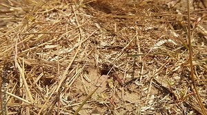Wasp Digger Come Across the Ground Input Covered With Dry Grass