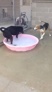 Meet Nala, a playful three year old Doberman/Boxer mix with tons of energy. Nala is available for adoption. For more information, visit: http://bit.ly/LFAWdogs | League for Animal Welfare