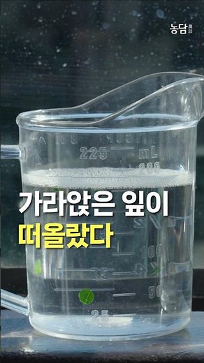 광합성의 놀라운 순간ㅣ 잎디스크 광합성 실험ㅣ농담