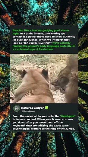 That Look Needs No Translation