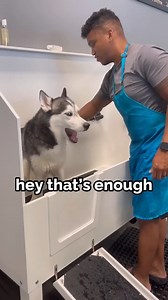 2.6M views · 54K reactions | DRAMATIC Bath Time with My Dog #talkingdog #cutedog #husky #sassydog #huskylovers | The Husky Moon | Facebook