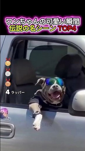 ワンちゃんの可愛い瞬間 TOP4