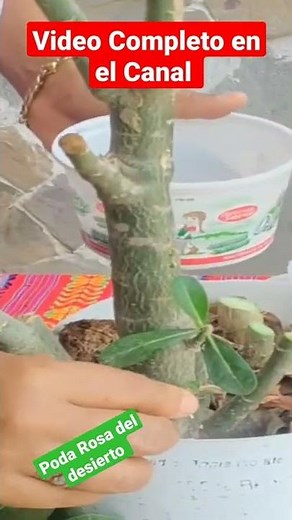 Cuando y por qué podar la rosa del desierto? O adenium | Poda en adenium para tener mas floracion