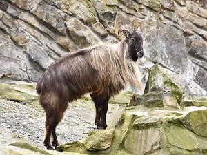 Himalayan tahr - Alchetron, The Free Social Encyclopedia