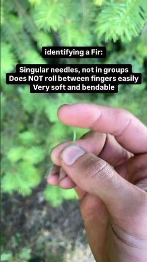 Identifying a Fir Tree with its needles* #arborist #trees