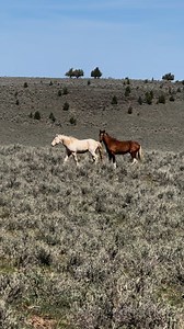Beautiful wild bachelor stallions of Oregon. | Wild Horses