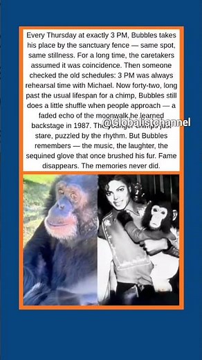 The Chimp Who Still Dances at 3 PM 🕒🐒✨