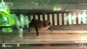 VIDEO: Have you ever seen a bat sprint? Study finds they're good at more than flying